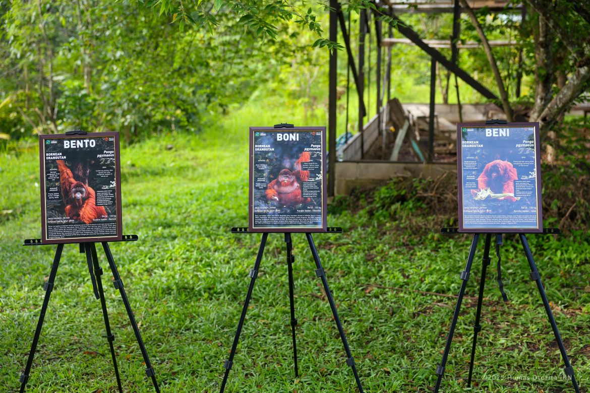 Dimulainya Pembangunan Pulau Kelawasan sebagai Pusat Suaka Orangutan
